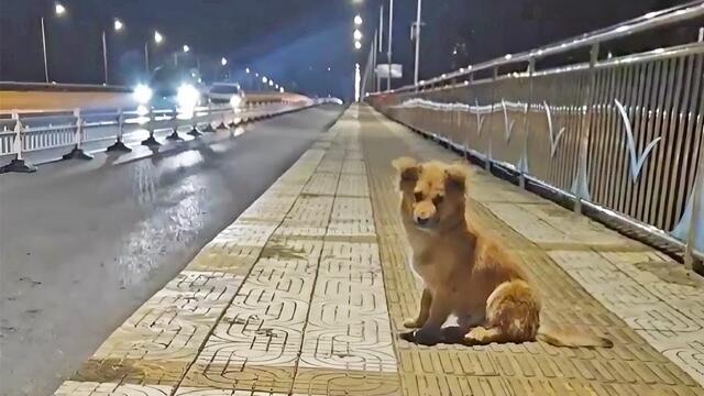 Smart Little Dog Abandoned by Owner Waits on Bridge for 2 Months, Finds New Home Upon Rescu