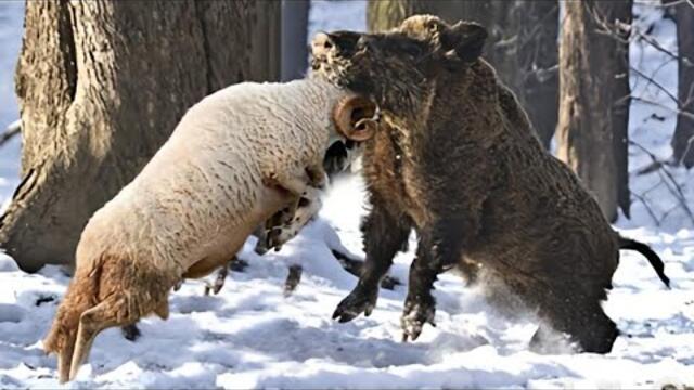 Овцата нокаутира дива свиня. Топ 10 нокаути на овце
