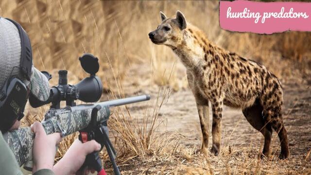 Hunting African hyenas with guns