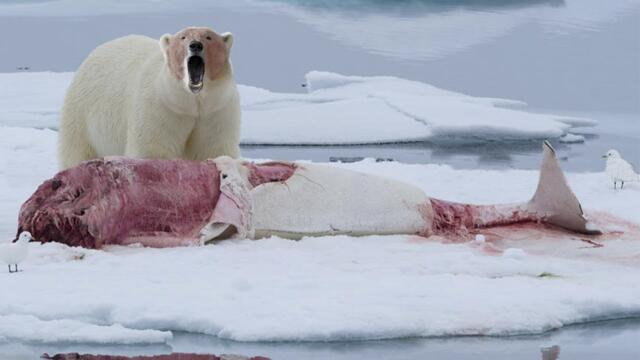 Этот Гигант охотится даже на КИТОВ! Белый медведь – свирепый хозяин Арктики!