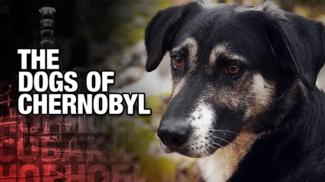Chernobyl Created the World's Rarest Dogs