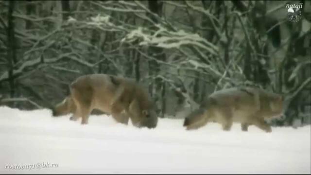 Азамат Исенгазен   -   Волчонок.