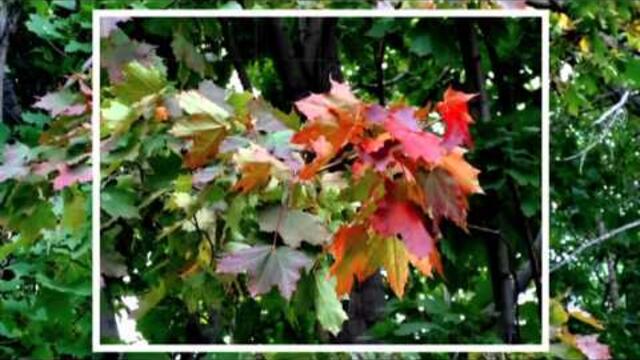 Николаева Людмила  -  ТАНГО ОСЕНИ