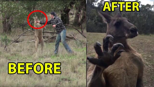 Man punches a Kangaroo Now he's back for REVENGE !