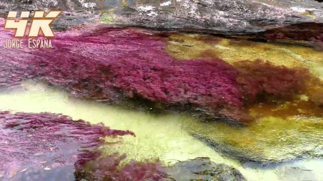 Caño Cristales 4k Downscaling 1080