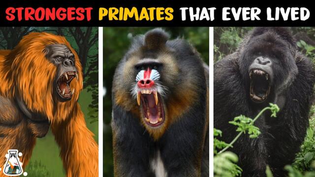 10 Most Powerful Primates That Ever Lived