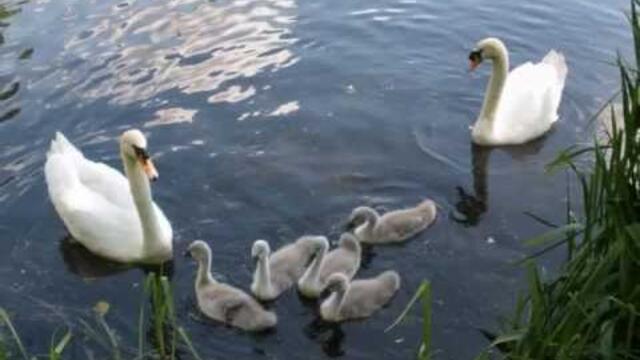 Ион Суручану   -   ЛЕБЕДИ ЛЕТЯТ.