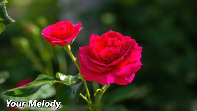 Эту музыку можно слушать вечно🌹Музыка для души🌹Сергей Грищук