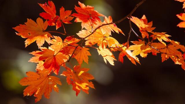 Виктор Соколов   -   Лист зеленый изменил окраску