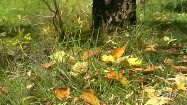 Нина Кирсо  -  ОСЕННЕЕ ТАНГО