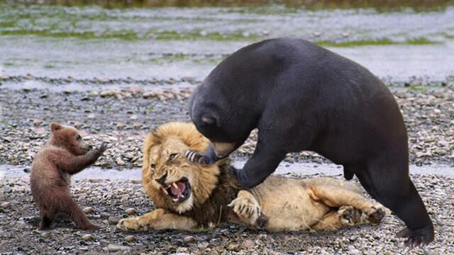 Lions is King But Fail! Mother Bear Save Her Baby From Puma Hunting, Giraffe vs Lions