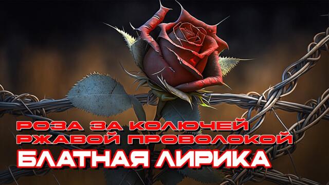 Роза за колючей ржавой проволокой - Блатная Лирика - Душевные хиты о неволе #блатняк #блатнойудар