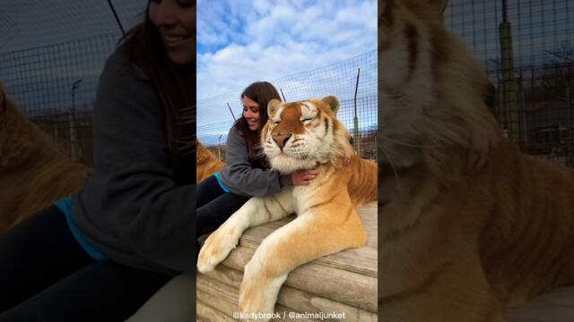 Момиче прегръща тигър - забавно видео