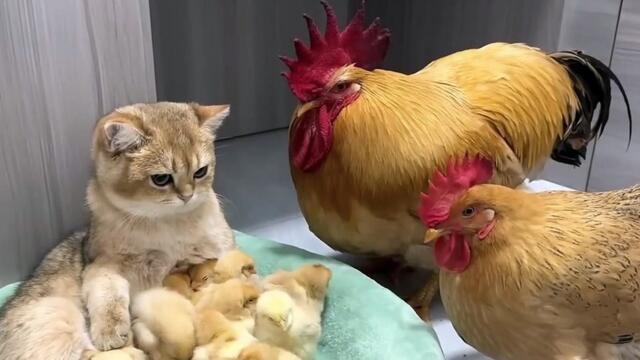 Мило коте се грижи за пиленцата като майка! 🐥 Кокошка петел котка и пиленца семейство!!