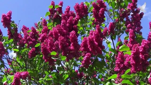 Вадим Гурьев - Вальс для любимой.