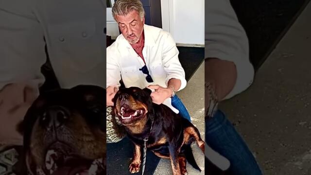 Силвестър Сталоун е щастлив с новия си приятел - кучето Дуайт