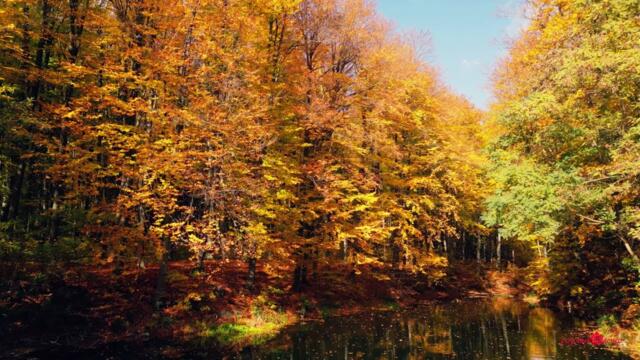 Листья падают... Какая красивая, Самая чарующая музыка для души, Лучшая мелодия Сергея Чекалина!