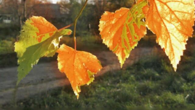 Осень моя золотая!