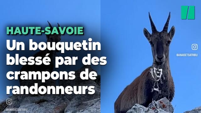 En Haute-Savoie, un bouquetin coincé avec des crampons de randonneurs dans la bouche