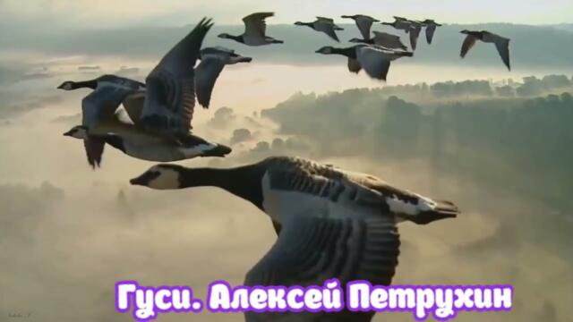 Алексей Петрухин   -   Гуси.