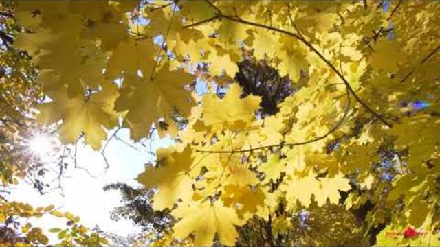 Я подарю тебе осень... Очень красивая, Чарующая музыка для души, прекрасная добрая мелодия нежности!