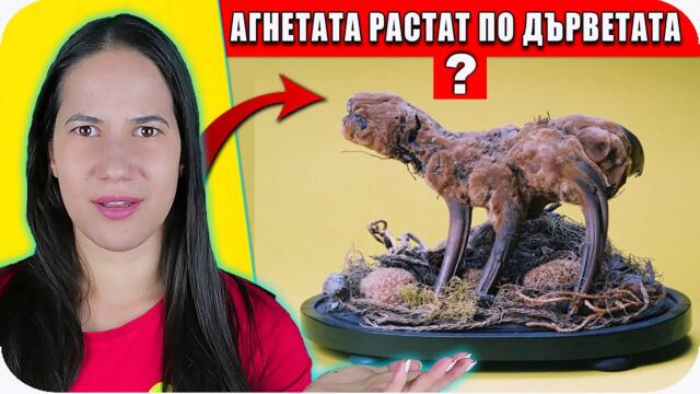 Топ 10 БЕЗУМНИ ФАКТИ, в които ВСИЧКИ СА ВЯРВАЛИ