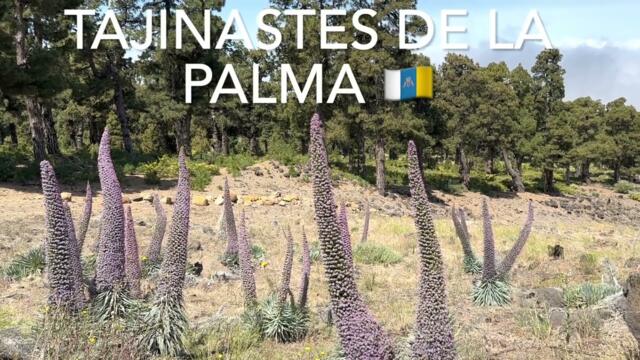 Tajinastes of La Palma 2023 (4K)