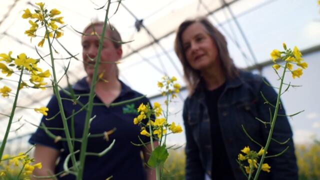 As Australia's bees face varroa mite infestation, it's hoped hover flies can fill the role of crop pollinator