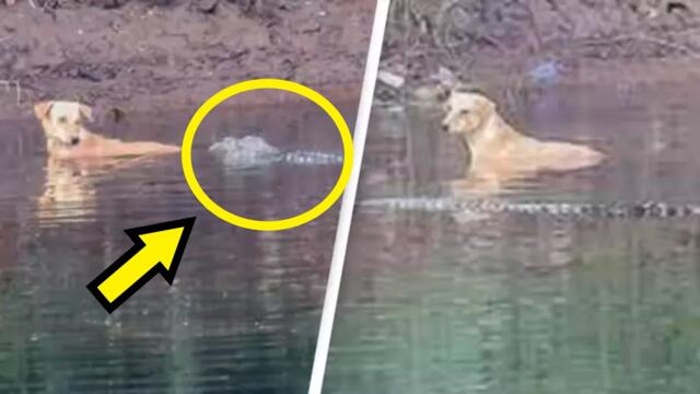 Pack of crocodiles save dog that was stranded in river instead of eating it!