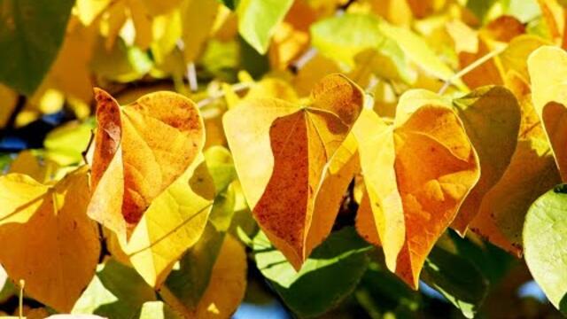 Алексей Рыбников - Романс