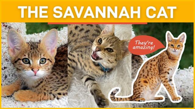 THE SAVANNAH CAT | All You Have To Know About This Feline
