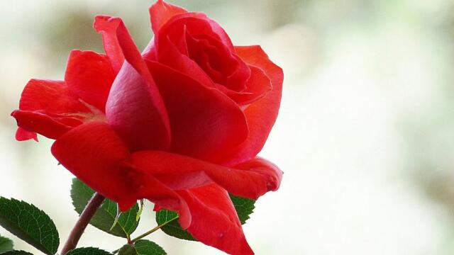 Послушайте один раз, не пожалеете, музыка без слов очень эффективно снимает стресс