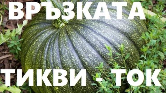 Кузман Илиев: Зелени утопии на ЕС и българските големи зелени тикви
