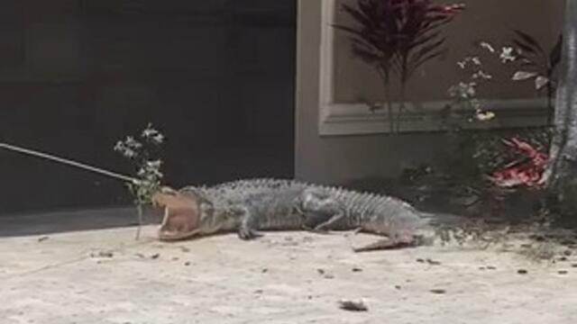 Man Attempts to Capture Alligator from Front Yard