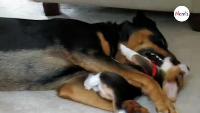 Beagle puppy approaches Rottweiler; 4 million people are left speechless (video)