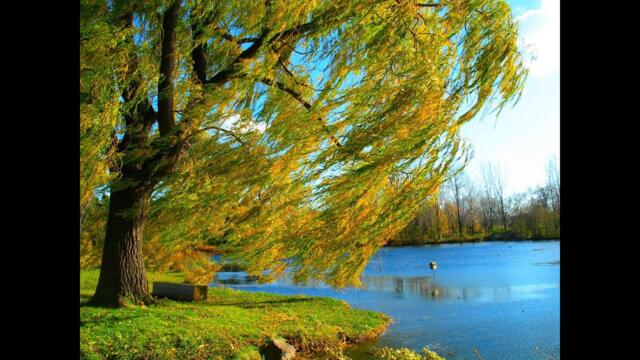 Виктор Петлюра   -   Там где клён шумит.