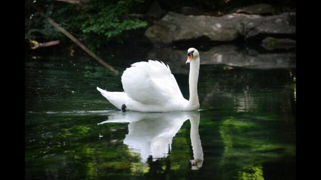 Группа  Лесоповал   -   А белый лебедь на пруду... группа  Лесоповал