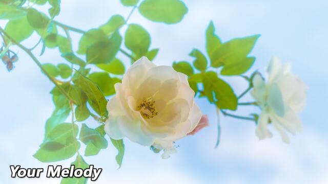 ЯРКАЯ МУЗЫКА 🌿 Лечит душу и полезна для сердца 🌿 Сергей Грищук