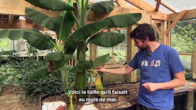 Il fait pousser des fruits exotiques dans son jardin