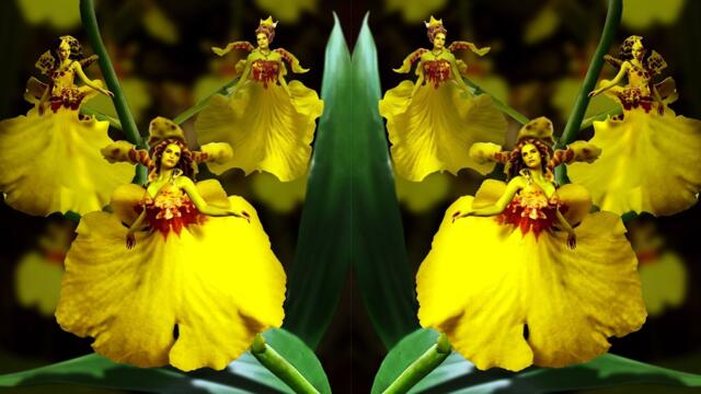 💛Докоснете жълти орхидеи ... (music by Vadim Guryev)💛