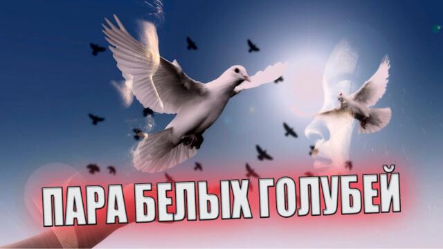 Алла Кож   -   ПАРА БЕЛЫХ ГОЛУБЕЙ!