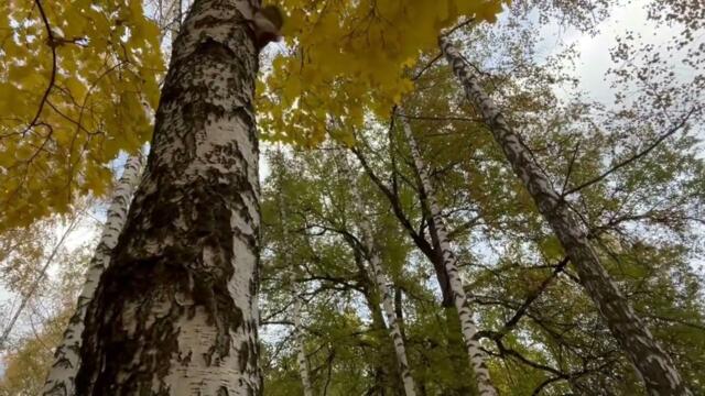 Любовь Данилова   -   "Бабье лето".