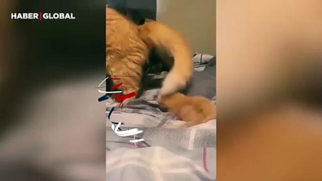 Yeni yavrusunu evin köpeğiyle tanıştıran anne kedi yürekleri eritti