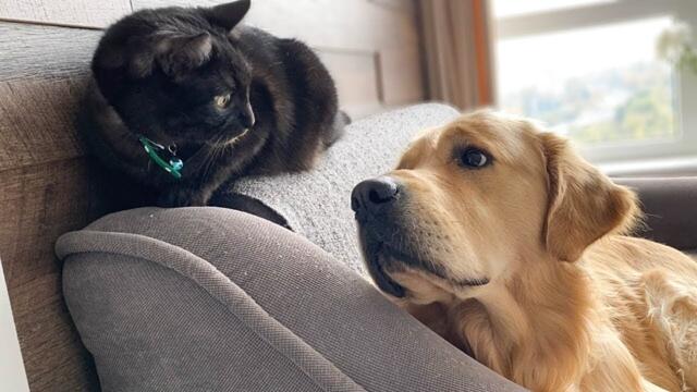 Golden Retriever Meets a Cat For The First Time!