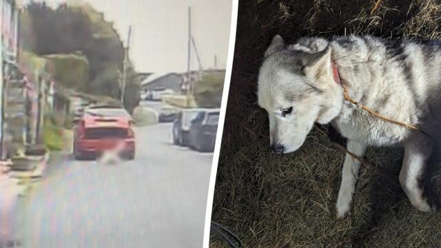 Driver who tied dog to car faces jail time