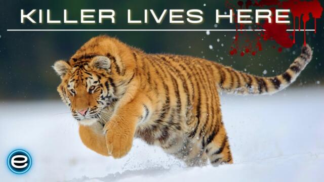 Russia's Wild Tiger - The Incredible Big Cat | Wildlife documentary
