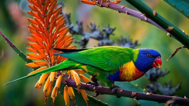 Красивые -  экзотические птицы