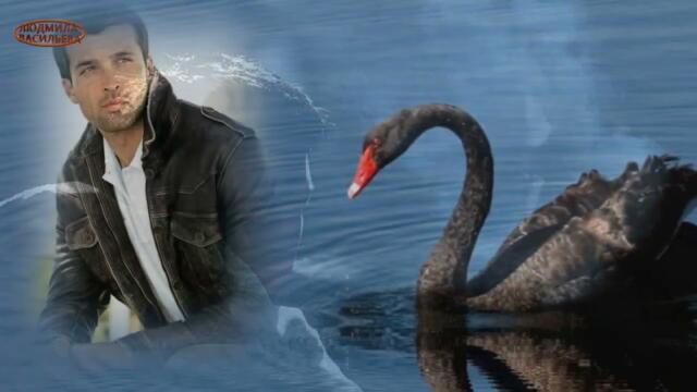 Очень красивая песня__Пара  черных лебедей