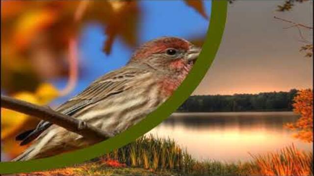 ДЕНИС КОРОЛЁВ     -     Соловьём залётным...