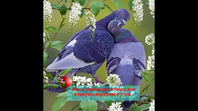 Людмила Якушева  - «Мы с тобою как птицы»